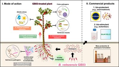 History of a model plant growth-promoting rhizobacterium, Bacillus velezensis GB03: from isolation to commercialization